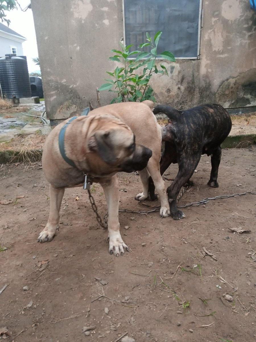 😲Productive male Boerboel (BB) Available for stud service (Crossing)in Abuja 
Call 📞07030001701
Retweet please 
<a href="/danielaremson/">Aremson the Vet</a> <a href="/AbujaKennel/">MARVEL KENNEL ABUJA</a> <a href="/Detolafreeman/">Your Dog plug 🐕</a> <a href="/feeddogs_ng/">FOR THE LOVE OF DOGS ❤️</a> <a href="/Posh_Mo/">Cyber Dog General 🎖️🎖️🎖️🎖️🎖️</a> @Wheeziewheezie <a href="/ty_berty/">HER IMPERIAL SELF</a> <a href="/Carxeem/">Captain Nigeria</a>