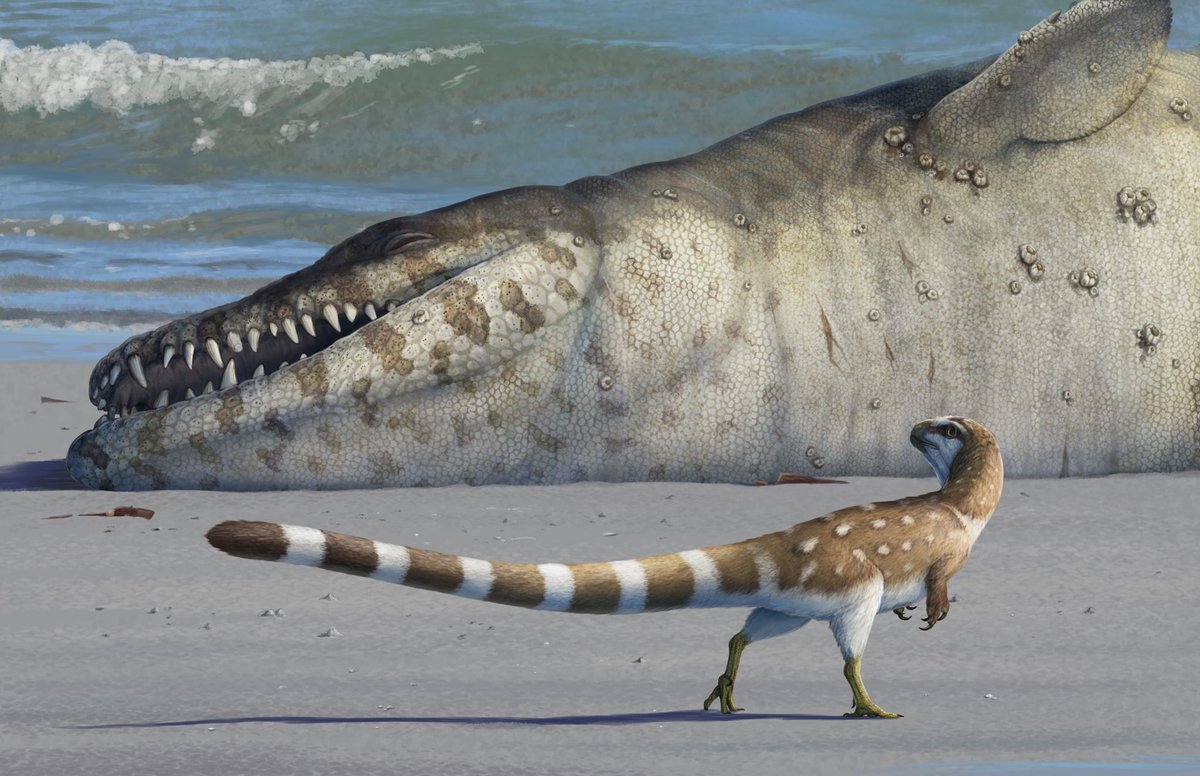 SerpenIllus's tweet photo. It seems it is #PortfolioDay, again!
So...

Hi, I am Gabriel and I am a paleoartist and scientific illustrator. I specialize in reconstructing and illustrating extinct and extant tetrapods #paleoart #sciart https://t.co/X5L6ahNYsR