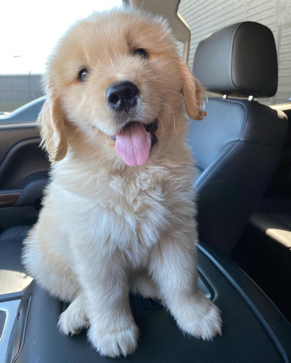 enews's tweet photo. A much-needed Serotonin boost brought to you by Walter Booth the dog. https://t.co/Xtw01rjW5R