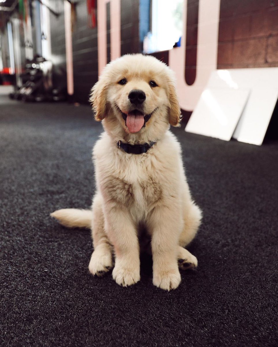 enews's tweet photo. A much-needed Serotonin boost brought to you by Walter Booth the dog. https://t.co/Xtw01rjW5R