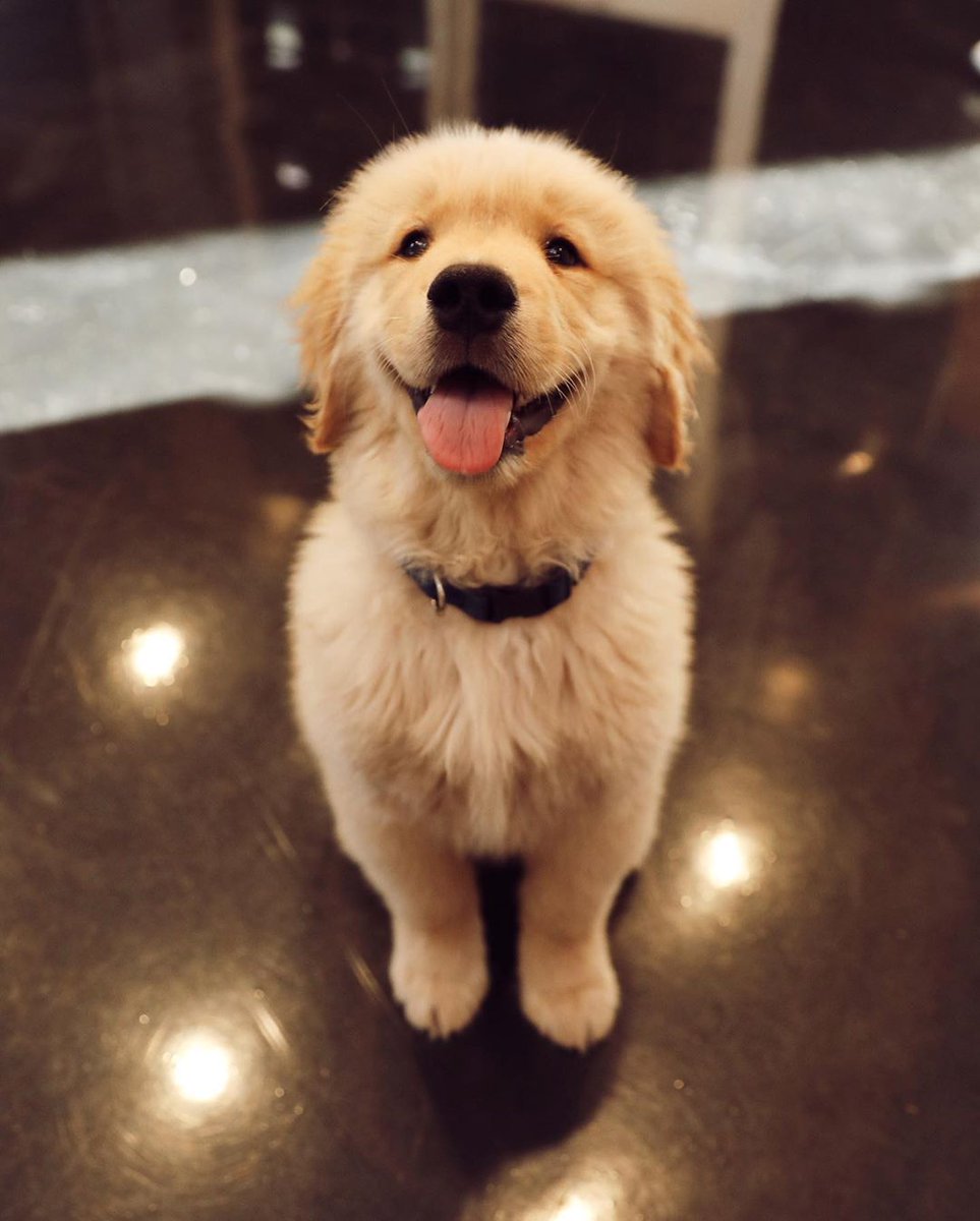 enews's tweet photo. A much-needed Serotonin boost brought to you by Walter Booth the dog. https://t.co/Xtw01rjW5R