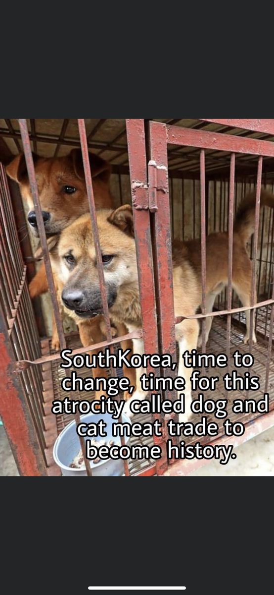 SamanthaDoxsey's tweet photo. @NamiKim_DogsSK https://t.co/3ilGZJESBE