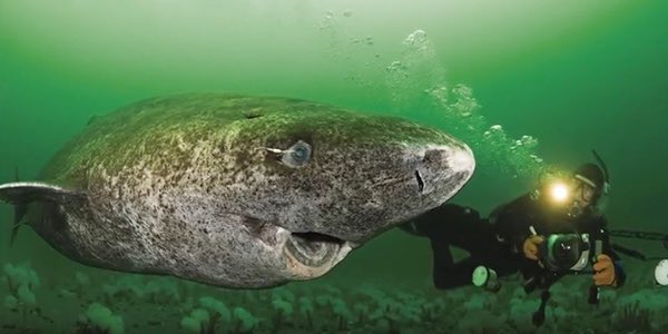 Another fun fact incoming: The greenland shark is estimated to live for around 400 years! It makes it the longest living vertebrate as far as we know. It's also very cute, it looks like an old grandpa (pic from the video “Oldest Shark in the World—512-Year-Old Greenland Shark”)