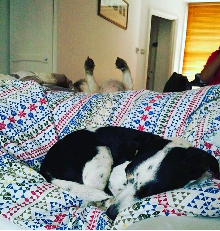 therescueshow's tweet photo. @MrAndrewCotter It's a slippery slope!  Just ask evil genius Talulah, forever leaving a trail of destruction in her wake!

#poorangus
#neversawitcoming
#rescuedogs https://t.co/ncR4u2oFSp