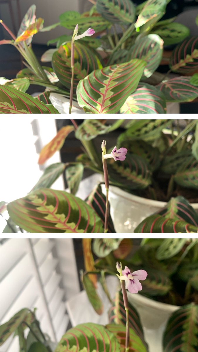 sscbatista's tweet photo. 8am, 1pm and 5pm 🌸 | July 13, 2020 #Maranta #PrayerPlant https://t.co/l5YcyIpGk1