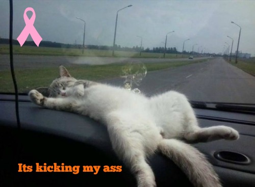 kittyguy77's tweet image. Sorry been absent but this bug!!!!!