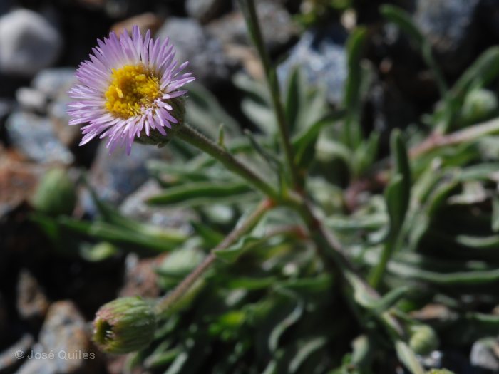 joranttrivil's tweet photo. Erigeron major (Boiss.) Vierh.
Hierba vivaz, cespitosa, pubescente, hasta de 20 cm. Tallos ascendentes, simples o ramificados en la parte superior,
#CompuestasEspañolasyEuropeas #Compuestas
#CompuestasEspañolas #CompuestasEuropeas
#Aster #Erigeron #Compostit https://t.co/NvkSlHgVzm