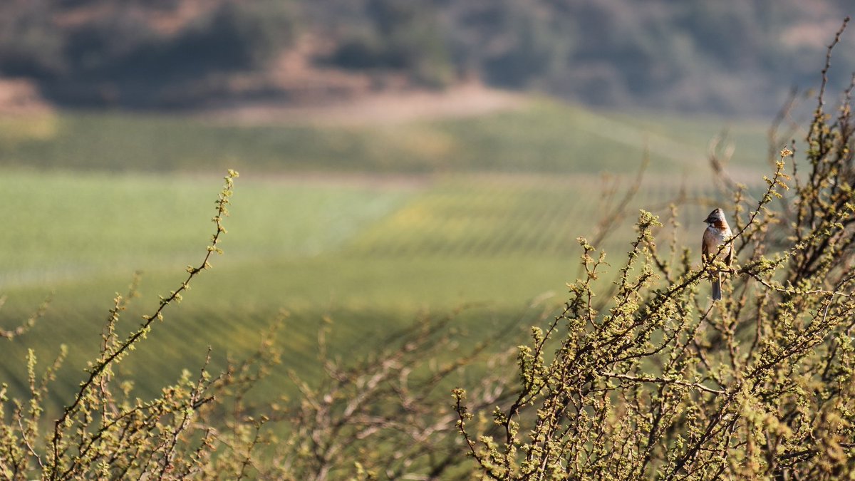 Sustentable en el tiempo, es volver a lo orgánico, cuidar nuestra tierra.| To be sustainable along the time it means going back to the organic and taking care of our land. #Vinaharasdepirque #Organicwines #Sustainability