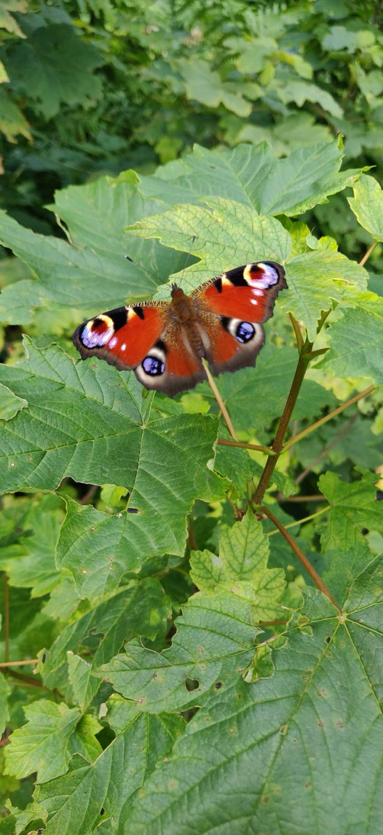Rand_Ash's tweet photo. We explored a magical trail this last weekend, and found lots of new butterflies!
#explorelocal #adventuresinlockdown #butterflies #maidenhead https://t.co/AgMZB8DXjr