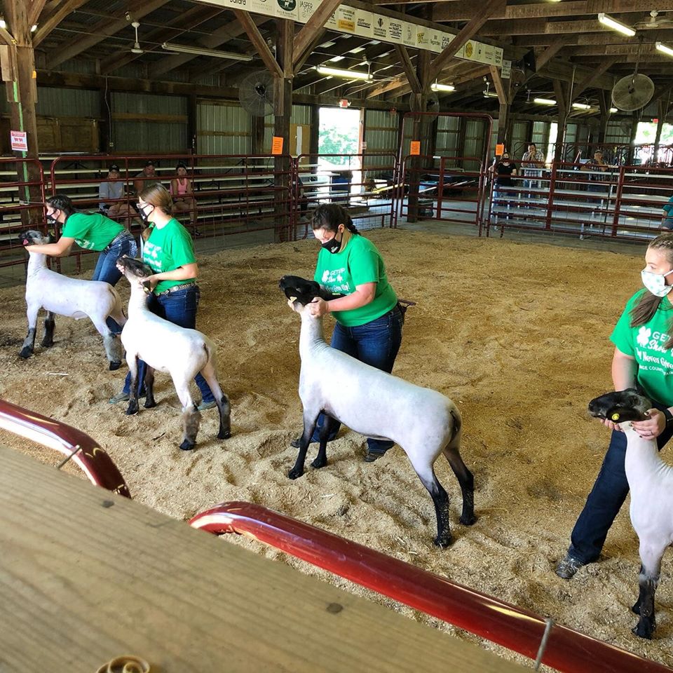 Indiana4h's tweet photo. 🤩🍀 We love seeing Indiana 4-H'ers exhibiting their animal projects while protecting the health of their communities. Great job to these 4-H'ers from @PurdueExtHenry 4-H, Orange County 4-H, and Martin County 4-H! #MaskUpHoosiers #MaskUpPurdue https://t.co/TdtfTbPH0O