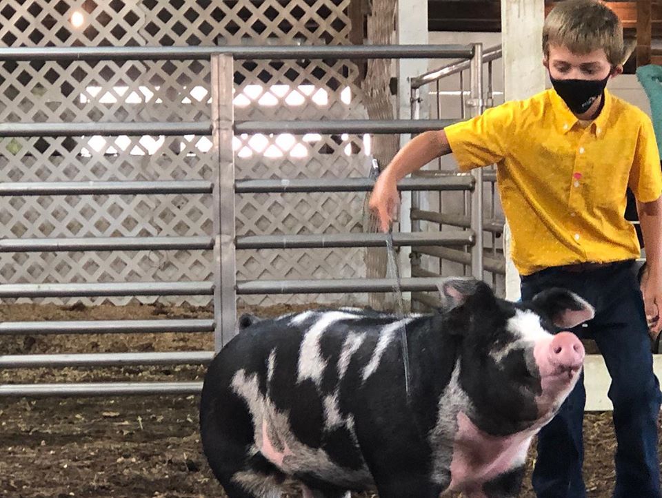 Indiana4h's tweet photo. 🤩🍀 We love seeing Indiana 4-H'ers exhibiting their animal projects while protecting the health of their communities. Great job to these 4-H'ers from @PurdueExtHenry 4-H, Orange County 4-H, and Martin County 4-H! #MaskUpHoosiers #MaskUpPurdue https://t.co/TdtfTbPH0O