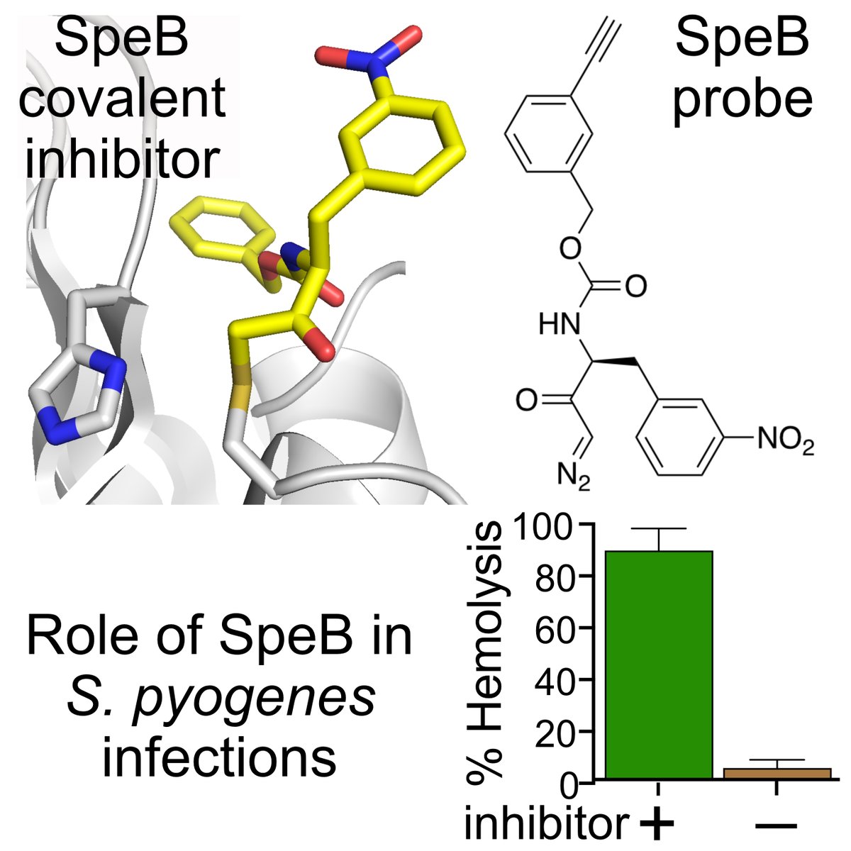 Dennis Wolan (@denniswolan) on Twitter photo New covalent probes to study secreted S. pyogenes protease streptopain in the evasion of human immunity - out now in <a href="/ChemicalBiology/">Laura Kiessling</a> doi.org/10.1021/acsche…. Thanks to <a href="/victornizet/">ᐯIᑕTOᖇ ᑎIᘔET</a> lab! New covalent probes to study secreted S. pyogenes protease streptopain in the evasion of human immunity - out now in <a href="/ChemicalBiology/">Laura Kiessling</a> doi.org/10.1021/acsche…. Thanks to <a href="/victornizet/">ᐯIᑕTOᖇ ᑎIᘔET</a> lab!