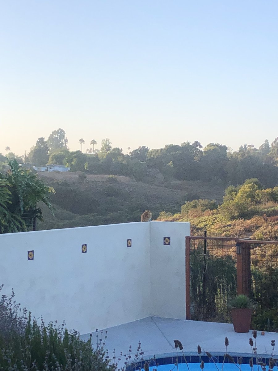 sofiasolana_'s tweet photo. he catches every sunset that he doesn’t sleep through 🥺 https://t.co/Gh8wDTiTB9