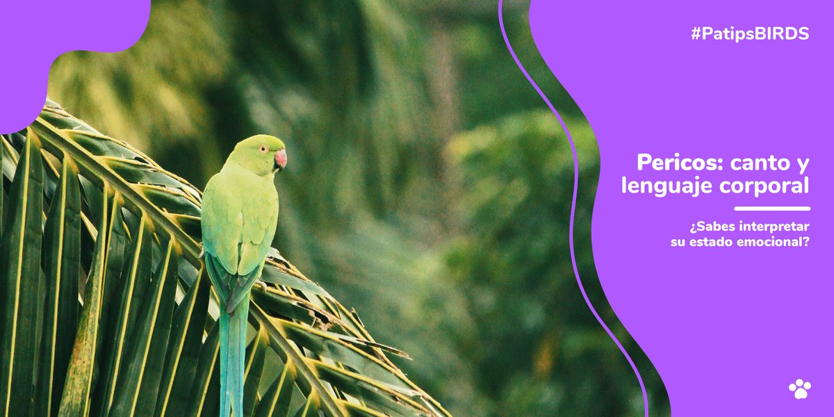 patipspanama's tweet photo. ¿Sabías que tu perico es capaz de expresarse a través de sonidos, y acciones corporales?

Tenemos una nueva entrada en nuestro blog https://t.co/HJhlrviE37 con los detalles que necesitas conocer sobre la comunicación de los periquitos.

#Patips #Animalesdomesticos #animallovers https://t.co/GRLmlGpi4D