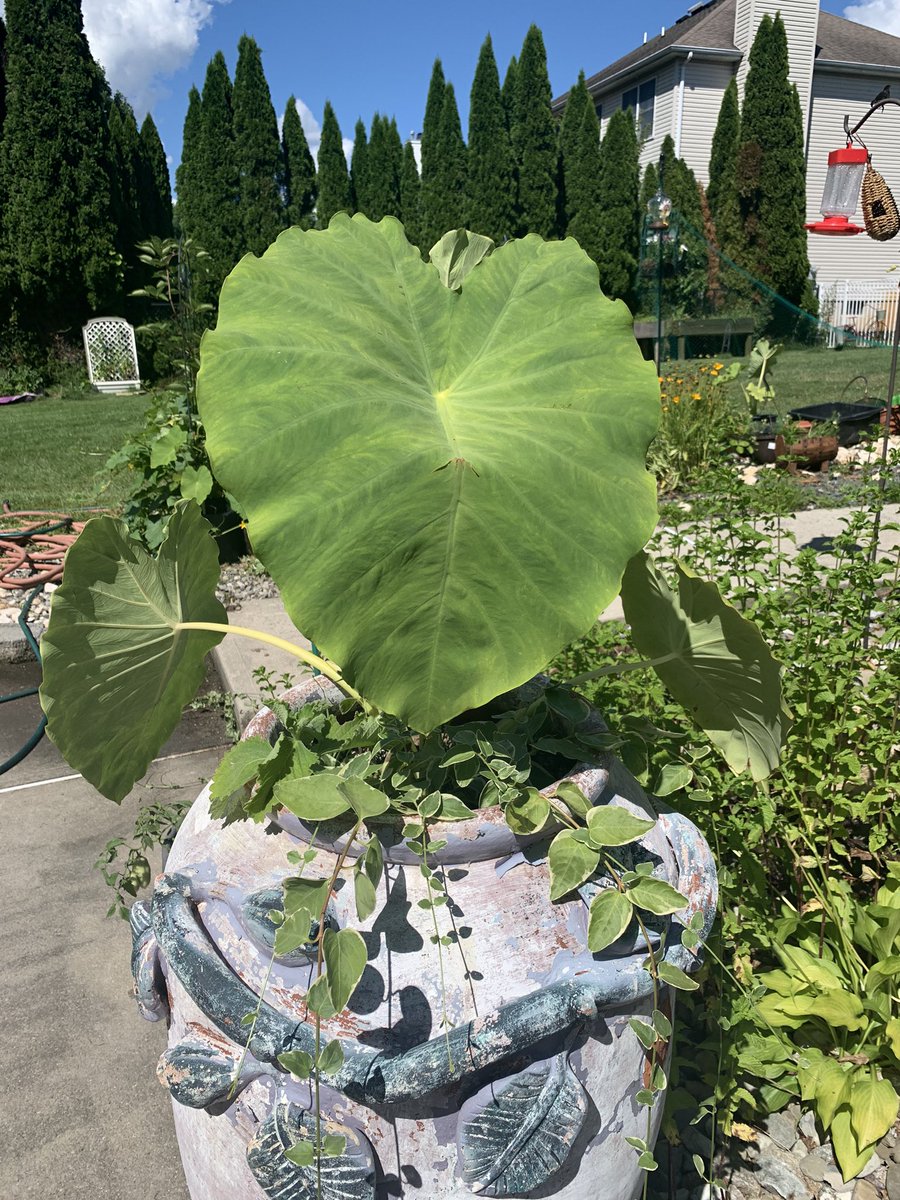 temislady's tweet photo. My elephant ears ❤️ https://t.co/vlknMAi3qd