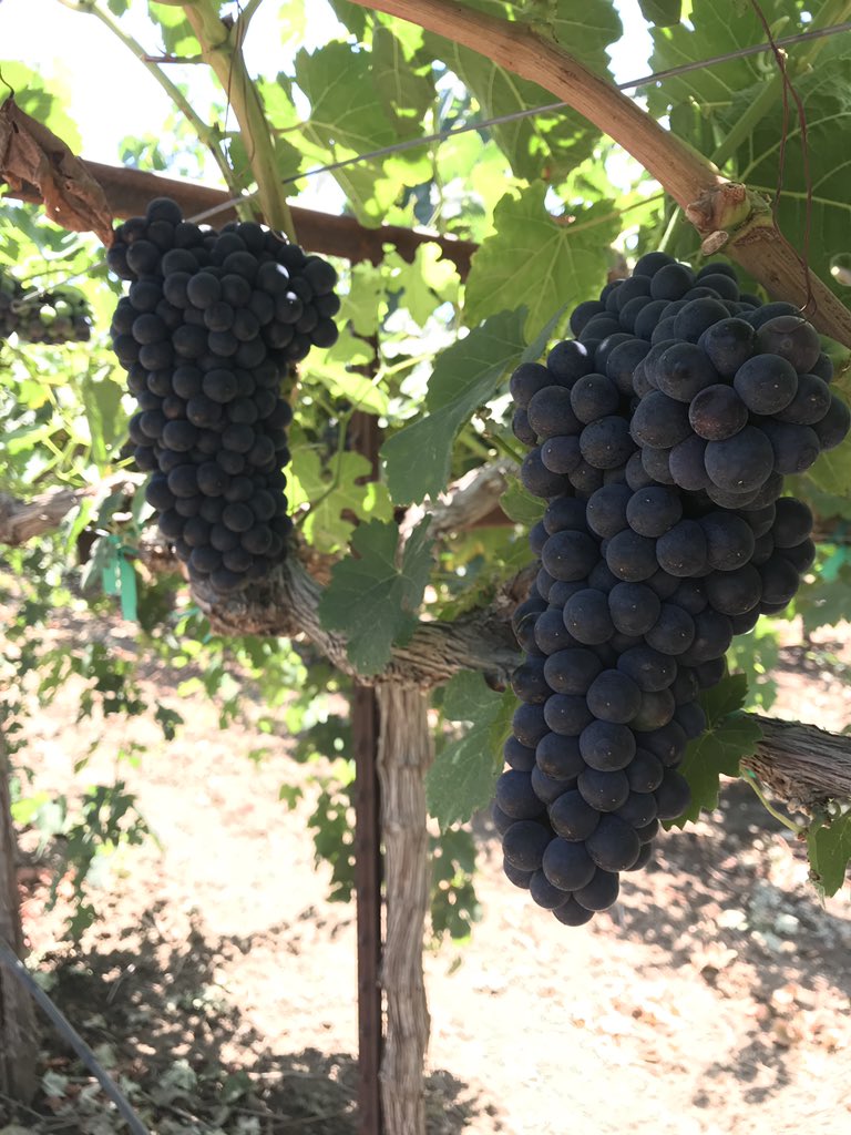 Redox_Nick's tweet photo. Mainstay si on wine grapes will satisfy all of your calcium needs. Applications of Mainstay si is paying off in this block! @redoxgrows #calcium #mainstaysi https://t.co/Jjrq5aTnsR