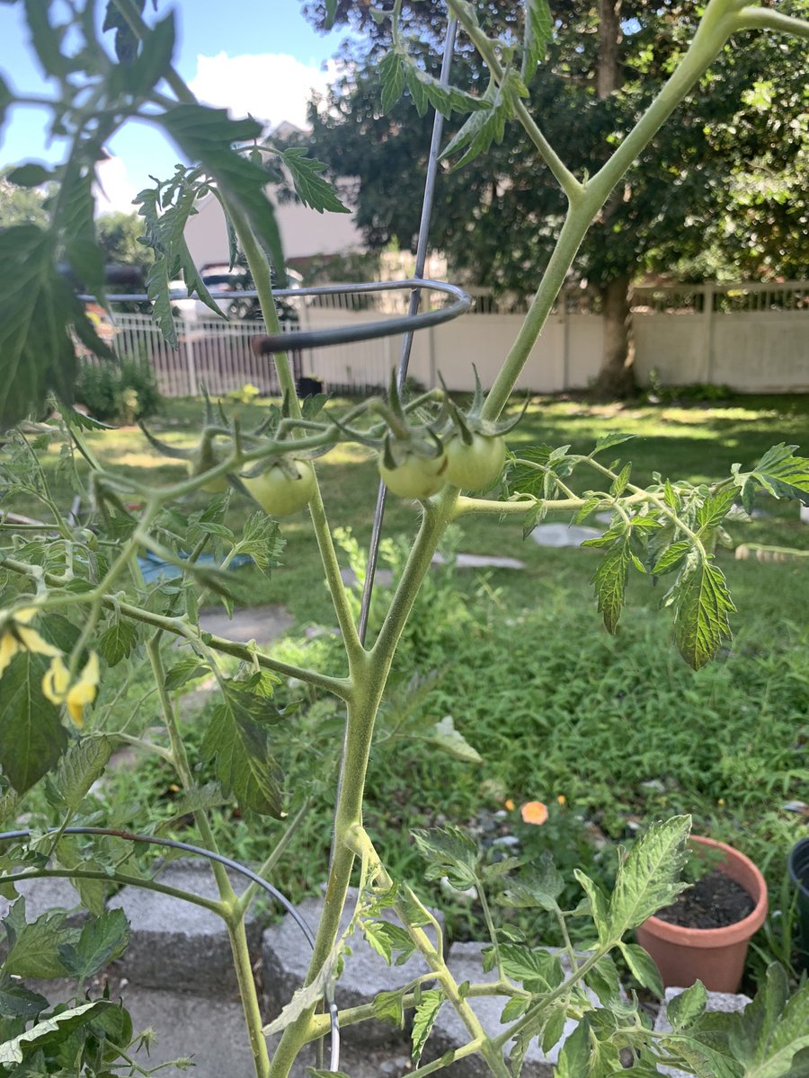 temislady's tweet photo. Our fruits and veggies are also doing well. https://t.co/mfaAb1YRqj