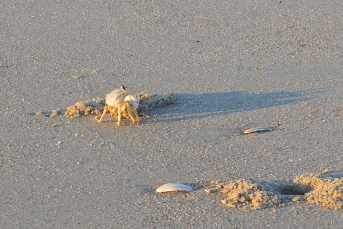 house_obx's tweet photo. Local wildlife #blarneybeach #northcarolina #obxlocal #summer #welovenc #adventure #visitnc #saltlife #iloveobx #nc #outerbeaches #obxnc #beachvibes #vacation #beach #obxnow #beachtime #love #obxphotos #obxlife #eastcoast #obxstuff #pogues #museobx #obxvacation #obxlove #summer https://t.co/2lxbKId3Gz