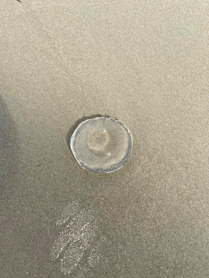 house_obx's tweet photo. Local wildlife #blarneybeach #northcarolina #obxlocal #summer #welovenc #adventure #visitnc #saltlife #iloveobx #nc #outerbeaches #obxnc #beachvibes #vacation #beach #obxnow #beachtime #love #obxphotos #obxlife #eastcoast #obxstuff #pogues #museobx #obxvacation #obxlove #summer https://t.co/2lxbKId3Gz