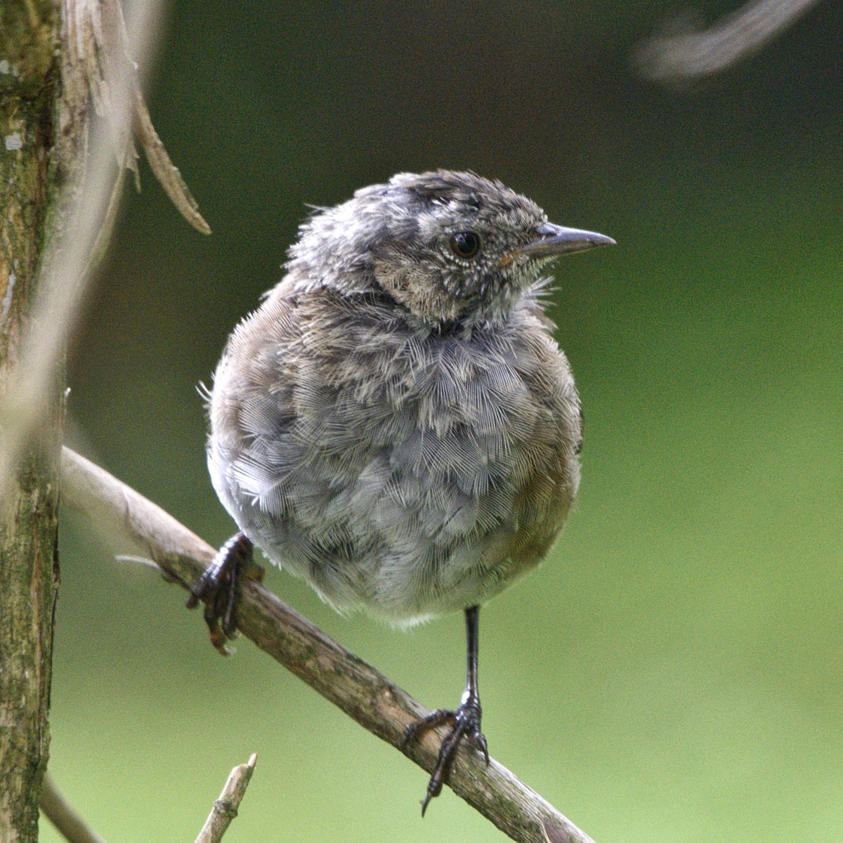 Rob Fergie tweet media