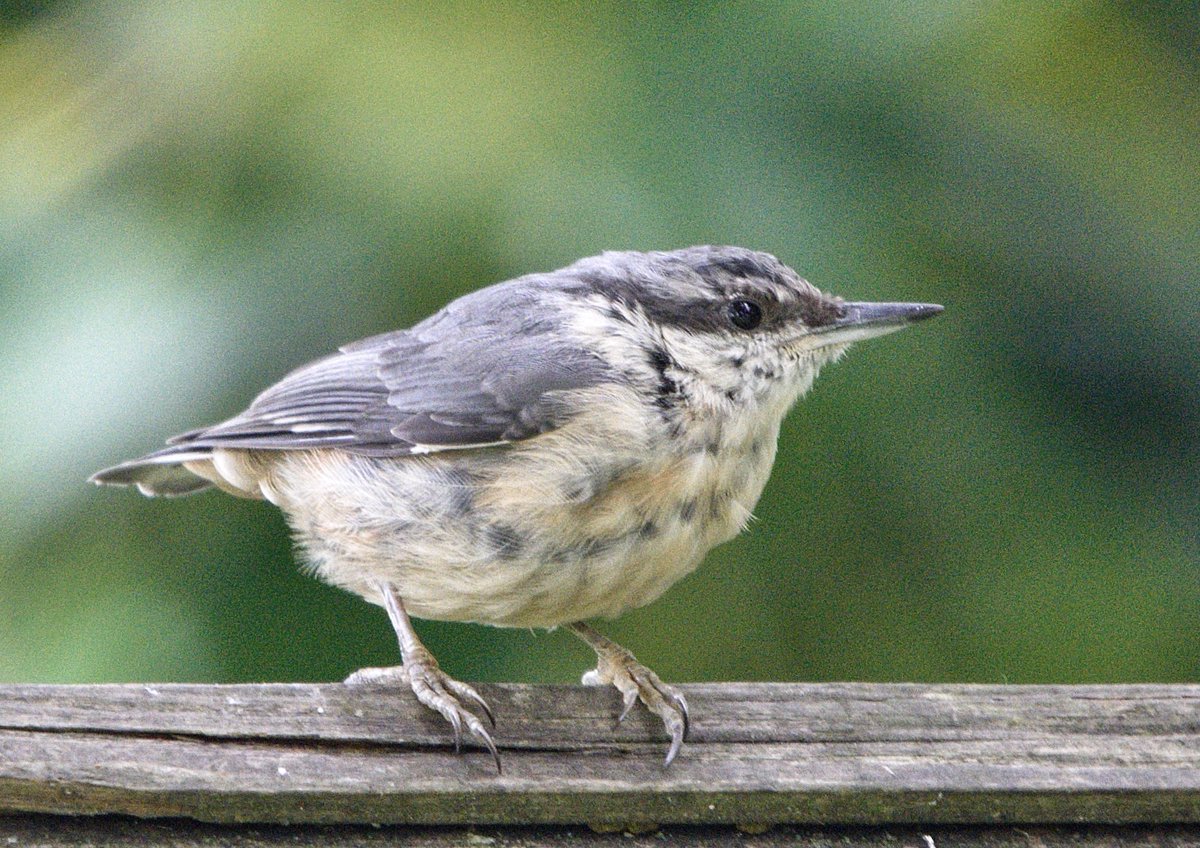 Rob Fergie tweet media