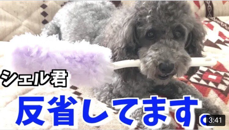 toypooshell's tweet photo. 動画をアップロードしました
📁137　ちゃんと反省してます!!　トイプードルシェル君の反省を認めてくれますか？ https://t.co/KpqSEI8xUQ @YouTubeより https://t.co/M1thM2cqAC