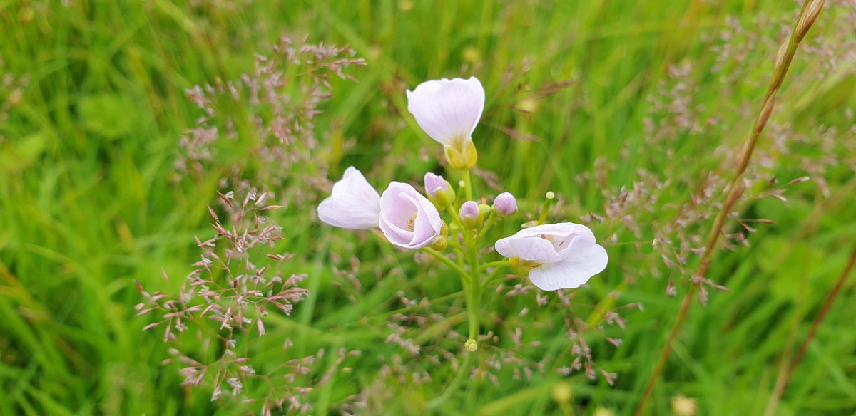 GreenNewenham's tweet image. Long rough areas are starting to show some of their natural beauty. Only year one but some promising signs. #operationpollination #naturalising #ecoareas #nomow #golfcourseenvironment @Douglasgolfclub @Ecology1BIGGA @CGI_Golf