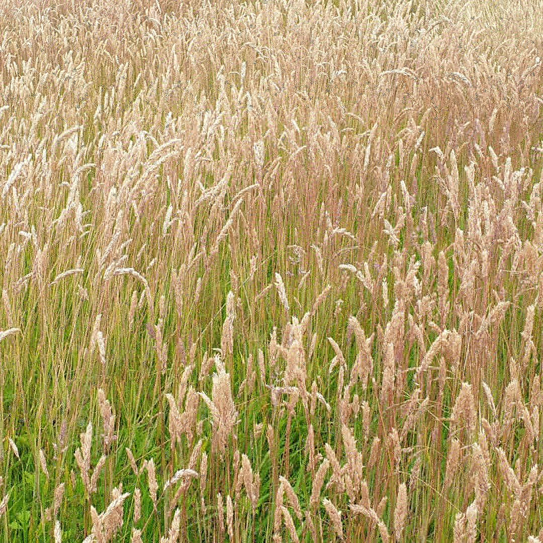 GreenNewenham's tweet image. Long rough areas are starting to show some of their natural beauty. Only year one but some promising signs. #operationpollination #naturalising #ecoareas #nomow #golfcourseenvironment @Douglasgolfclub @Ecology1BIGGA @CGI_Golf