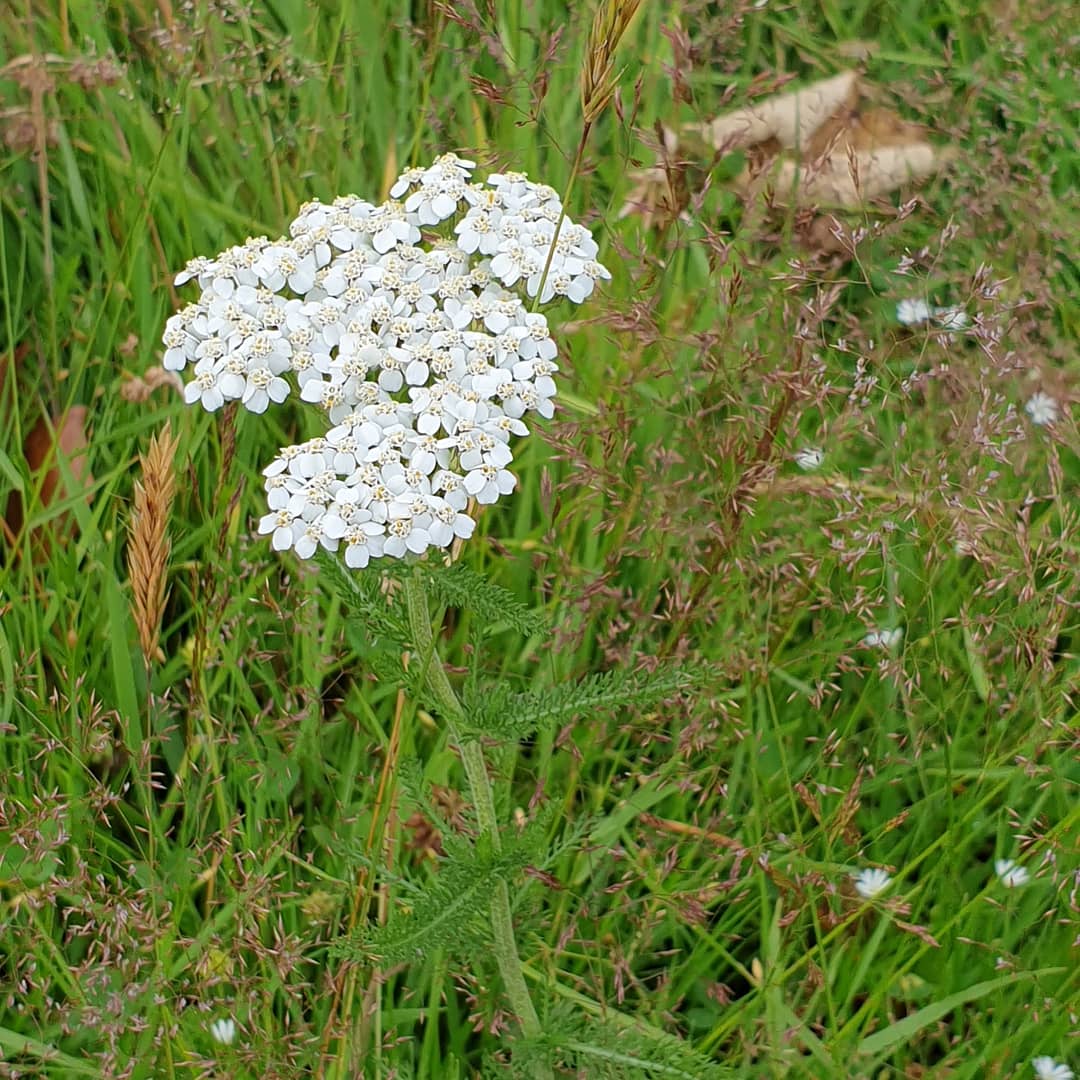 GreenNewenham's tweet image. Long rough areas are starting to show some of their natural beauty. Only year one but some promising signs. #operationpollination #naturalising #ecoareas #nomow #golfcourseenvironment @Douglasgolfclub @Ecology1BIGGA @CGI_Golf