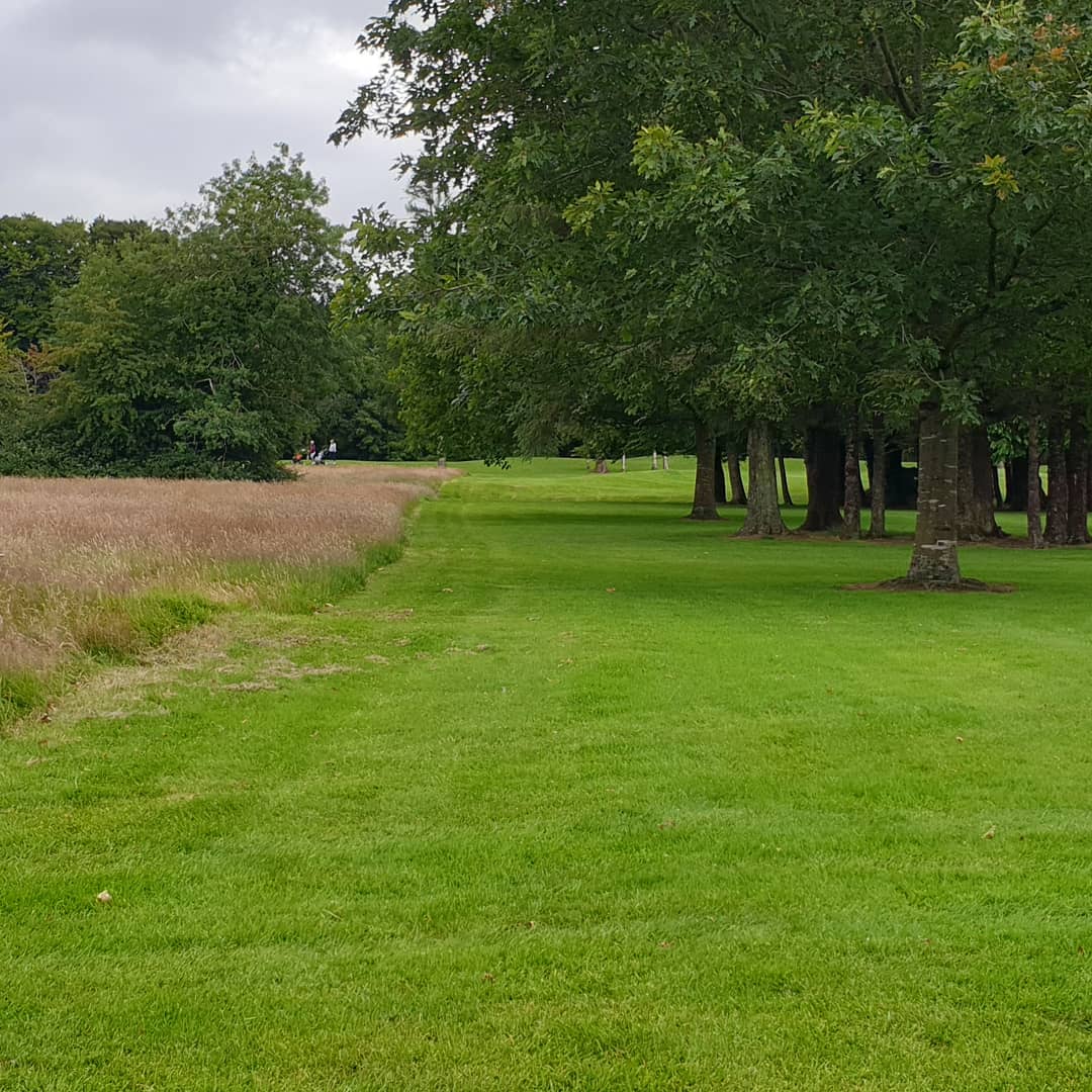 GreenNewenham's tweet image. Long rough areas are starting to show some of their natural beauty. Only year one but some promising signs. #operationpollination #naturalising #ecoareas #nomow #golfcourseenvironment @Douglasgolfclub @Ecology1BIGGA @CGI_Golf