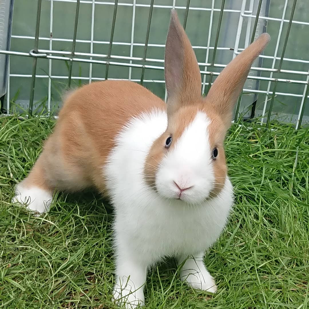 labelle200912's tweet photo. No filter needed for this beauty 😍 🐰

https://t.co/nK733CKh5f

#CuddleBuns #bunnies #rabbits #bunnylove #bunnylife #rabbitlove #rabbitlife #ukrabbits #rabbitsuk #bunniesworldwide #bunny #rabbit #rabbitkits #dutchrabbit #Dutchcross #minilop https://t.co/uqfWfbsObb