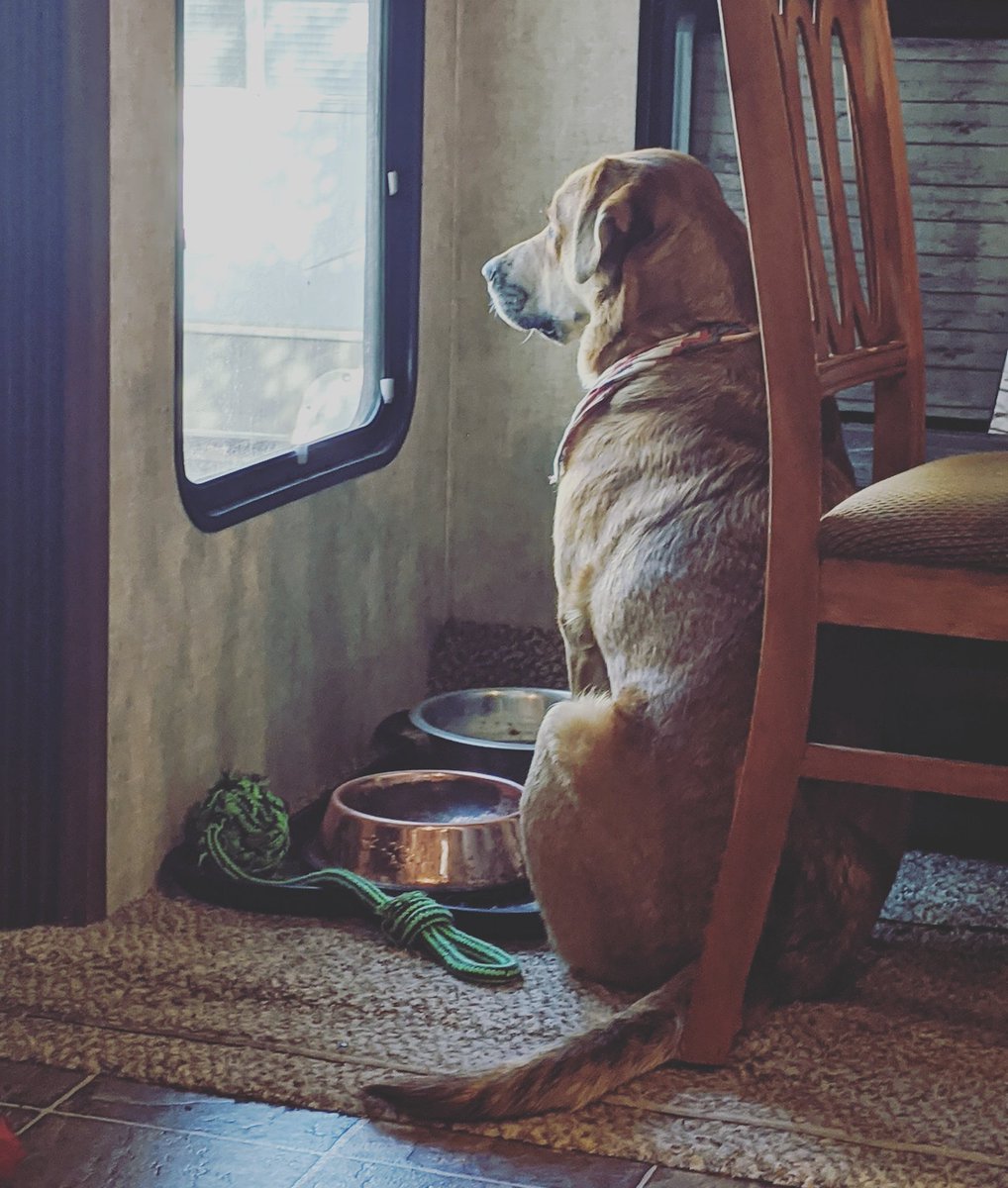 Blk_Widow_ADV's tweet photo. Willie waiting patiently for his dad to get home from work. He does this everyday around 5pm 🥰
Does your dog know your schedule❓
#goodboy #patientlywaiting #muttsrule #blogdog #fulltimerv #fifthwheel https://t.co/ymshxYNIIX