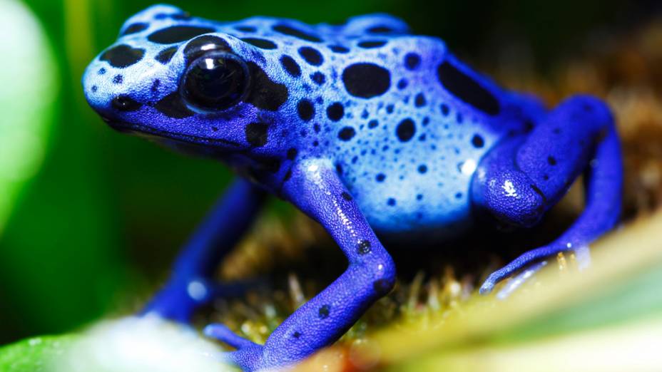 Dixie D'Amelio as frogs blue 