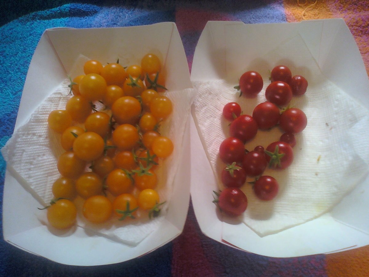 102)  #Aerogarden tomato update. Slim pickens in the FarmPlus this time, but the Bounty's Golden Harvest plant is finally making a comeback.Golden Harvest: 5.4oz. Red Heirlooms: paltry (didn't bother to weigh).