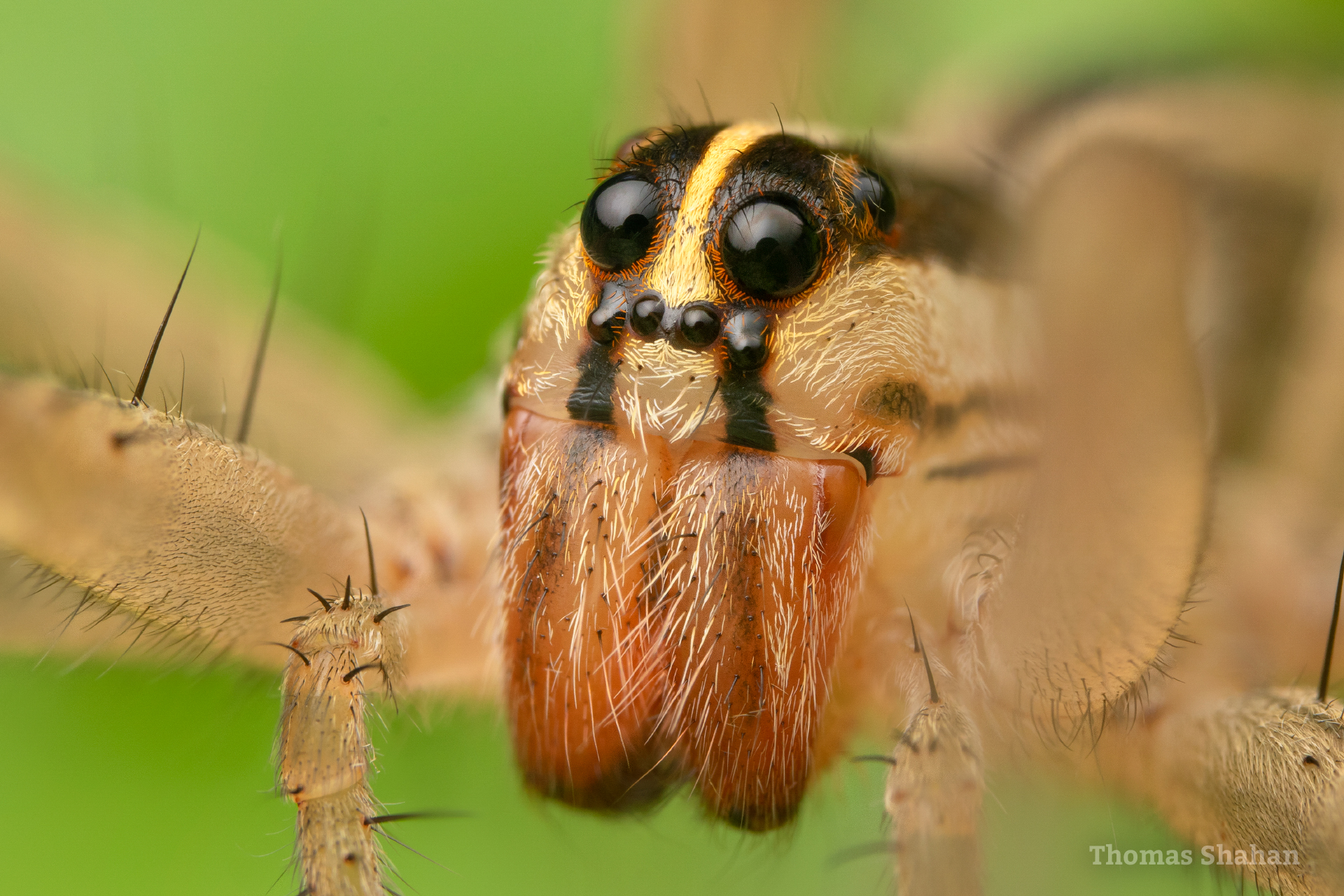 rabid wolf spider