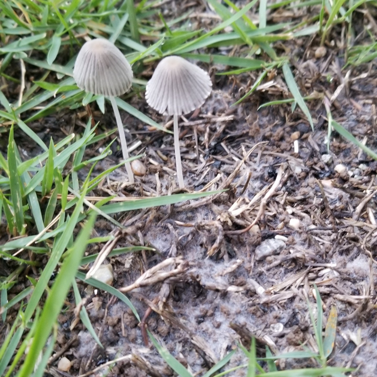 家長 芝耕作 雨上がりの朝は安定のキノコ ん ん なんだコレ 白カビ 芝生にキノコ 芝生にカビ T Co Hbrqjysfyk Twitter