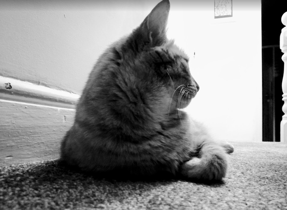 LynneWinThomas's tweet photo. He wanted me to go to bed,
He didn't care if I was dead.
He tried to trip me on the stair
I didn't die, he does not care.
#StinkyKev I love you. It's a good fucking job! #menacecat #catsofsplott https://t.co/lbQDXLoFV0