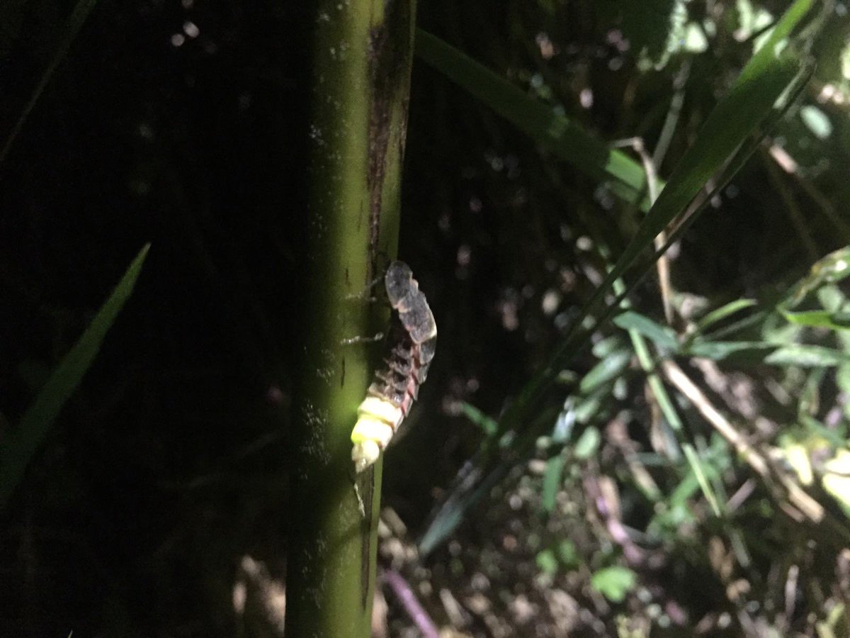 Tis the season for #glowworms @CwallWildlife #wildlife #insects #larvae #beetle