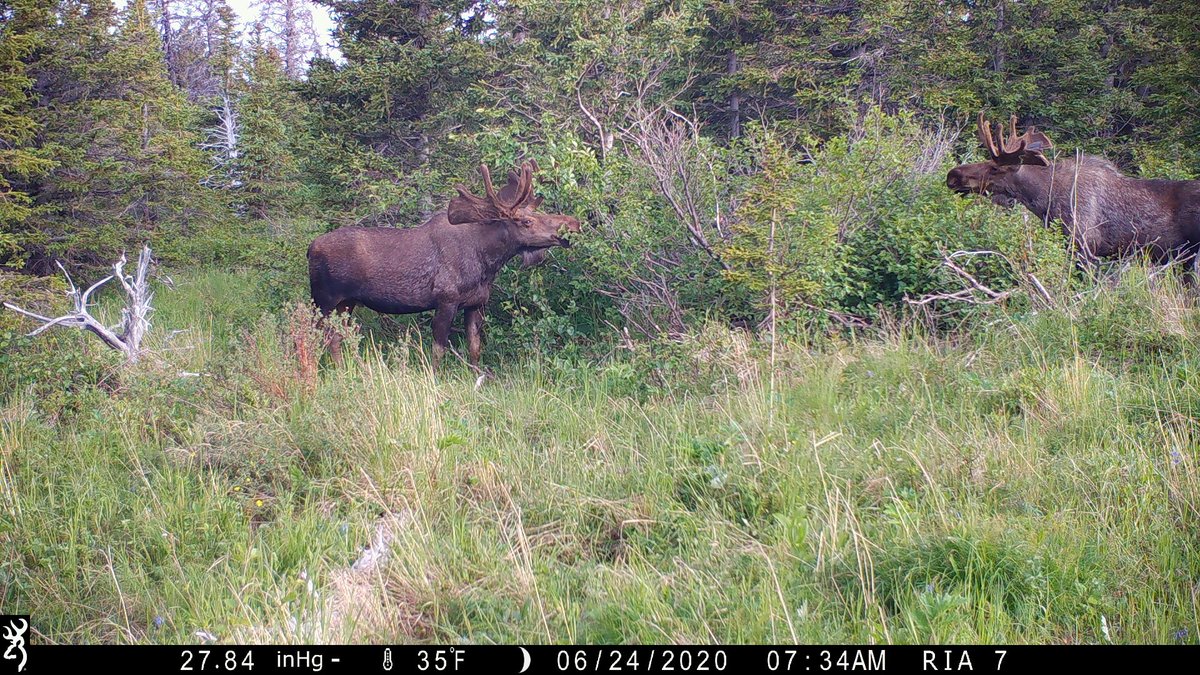 akkingon's tweet photo. Standing over 7 feet tall at the shoulder, these two bulls are huge. #BrowningTrailCameras https://t.co/sifRedb5fK