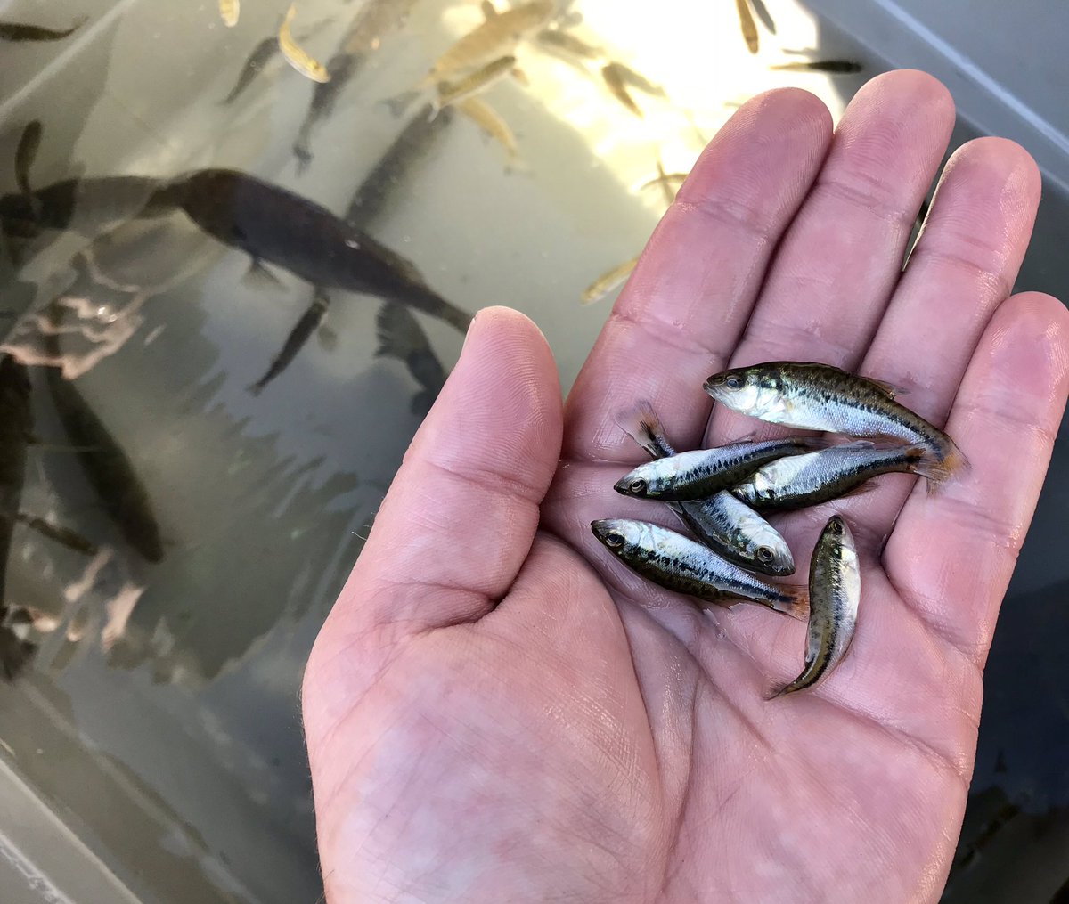 Brad Utrup on X: Mini fyke net haul of baby Largemouth Bass from
