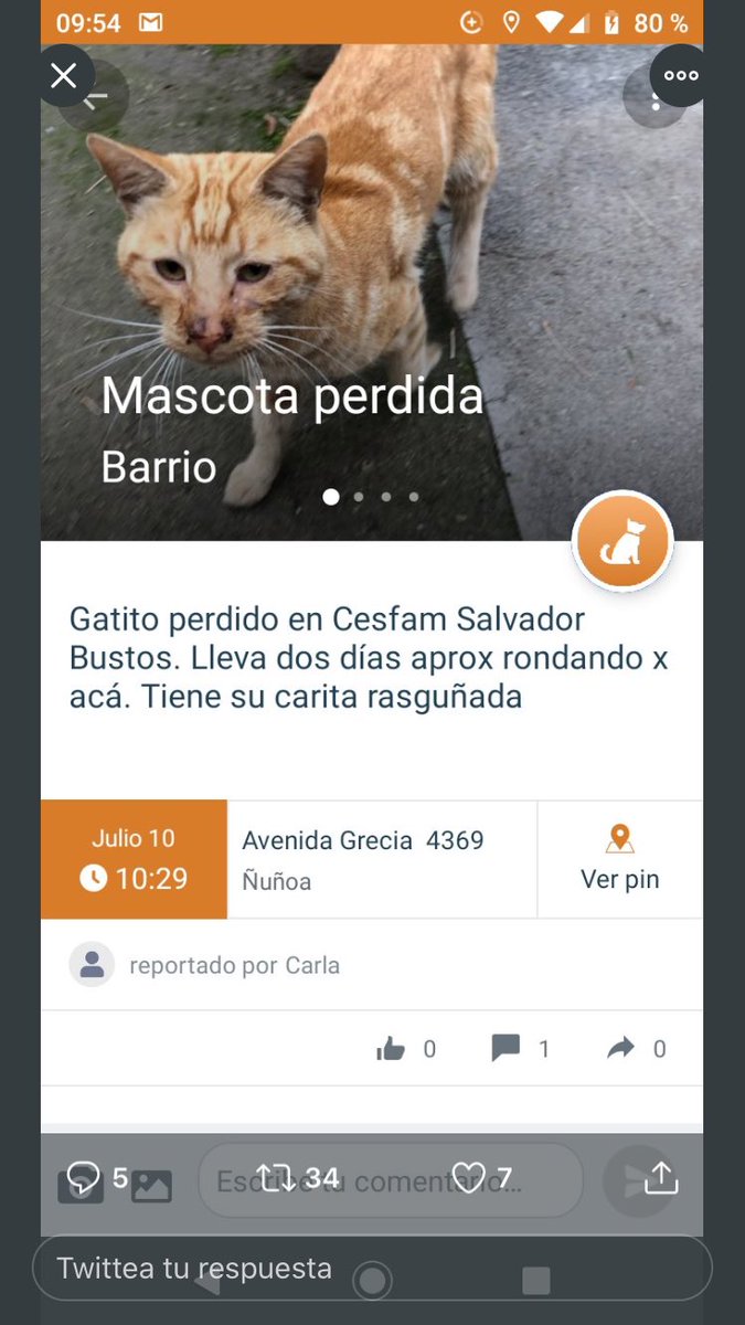 valprie's tweet photo. @hebeluna13 @AdopGatosChile @clubgaterogrupo @Nunork @123PorNunoa @nunorktimes https://t.co/zLrfDW0SEd