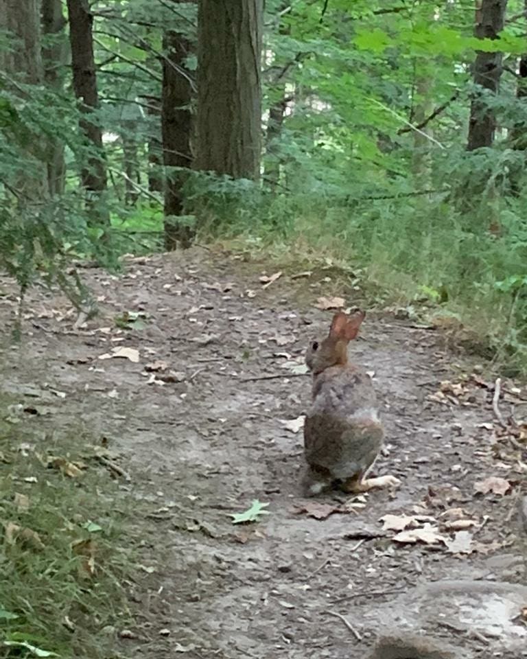 exploretofit's tweet photo. Thank you for the pics @Raine72Parrott #MRAC #MidtownRaviners #TorontoTrails https://t.co/OmnktsDpkI