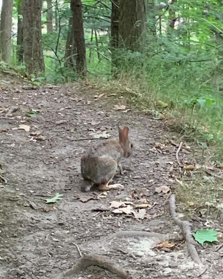 exploretofit's tweet photo. Thank you for the pics @Raine72Parrott #MRAC #MidtownRaviners #TorontoTrails https://t.co/OmnktsDpkI