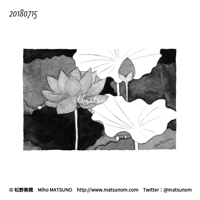 松野美穂 Miho Matsuno Twitterren 蓮の花 ハスの花 いっぴん七十二候 Flowerillustration Monochrome Illustration Watercolor 水彩イラスト モノクロ モノクロ絵 水彩 イラストサンプル Matsunomiho Matsunom 松野美穂 T Co Tt0lon1d8k