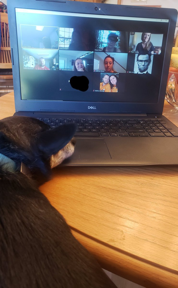 HudgensMolly's tweet photo. Yes, Cody insists on being part of every @zoom_us meeting. He thinks he's a member of the @KnightsSms leadership team w/@RmillerM1, @mbatson3, @dana_gwyn, Mrs. Towle, @thew_shuff, Mrs. Adcock, @kathryn_penzo, @McBrideshistory, Mrs. Pitts, & @BeecherMallory.
#dogsofzoom
#dogknight https://t.co/fDHaM8msCy