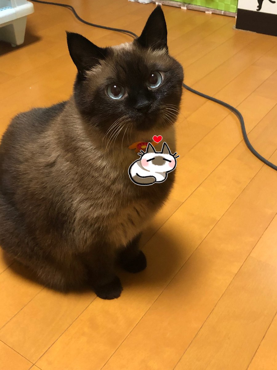 シャム猫の色変わりすぎ選手権 シャム猫 ポインテッド模様さん が成長するに連れて変化していく様子が凄まじい 比べると誰おま Togetter シャム猫の色変わりすぎ選手権 シャム猫 ポインテッド模様さん が成長するに連れて変化していく様子が凄まじい 比べると誰おま Togetter