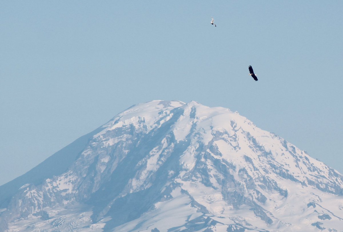 PeterWakim's tweet photo. #Eagles 1 #Seagulls 0
#Rainier https://t.co/fWCA3cU9qQ
