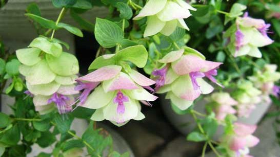 狩野哲夫 夏の可愛い妖精達 フェアリースター 日々草の改良種 比べると 4分の１程度の小さい花 花付きは２倍多い 花色は赤 ピンク 白 薄紫 初夏から秋まで咲く 大会で入賞した優秀な花 オレガノ ケントビューティー 観賞用に栽培 近所の家の植込み