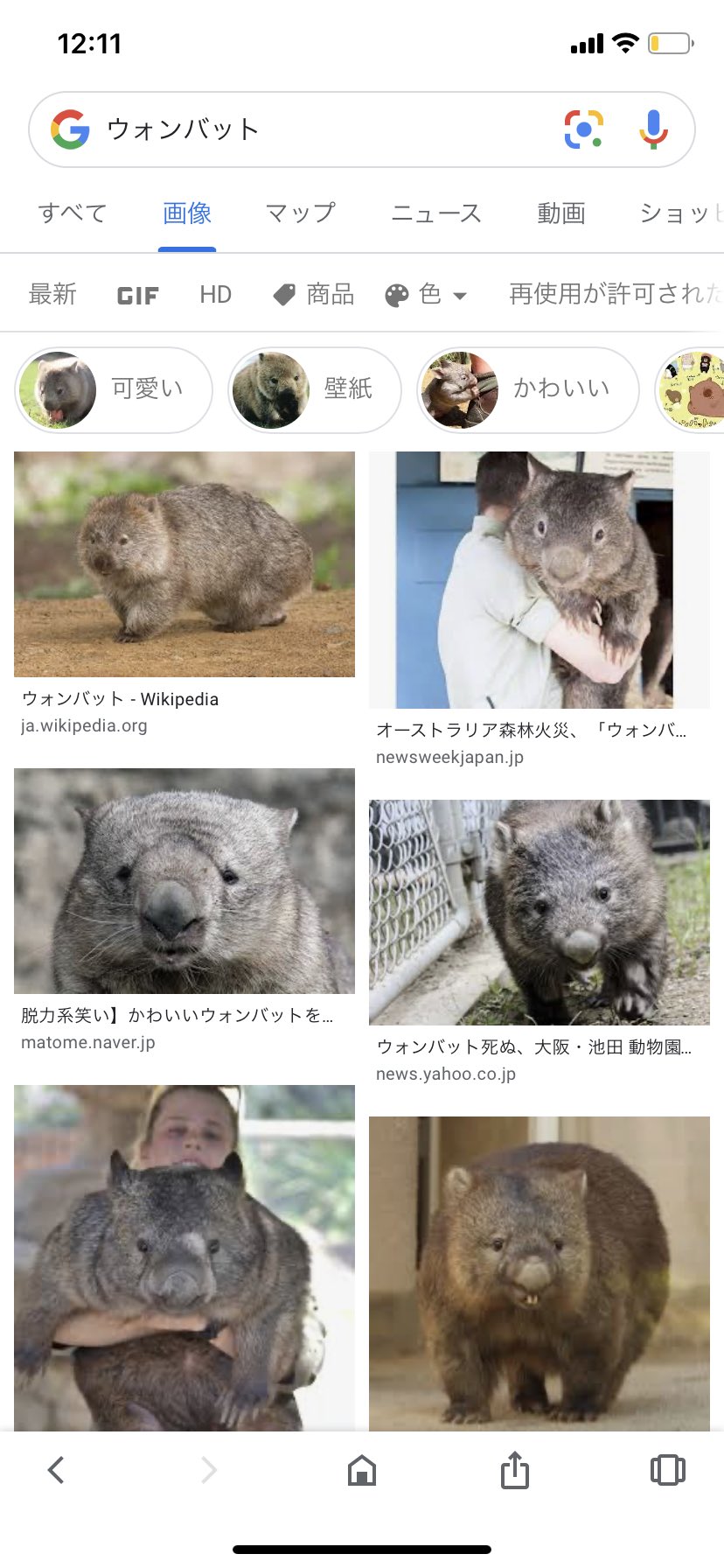 あきぽん オーストラリアに生息してるウォンバットさん 意外とでかい