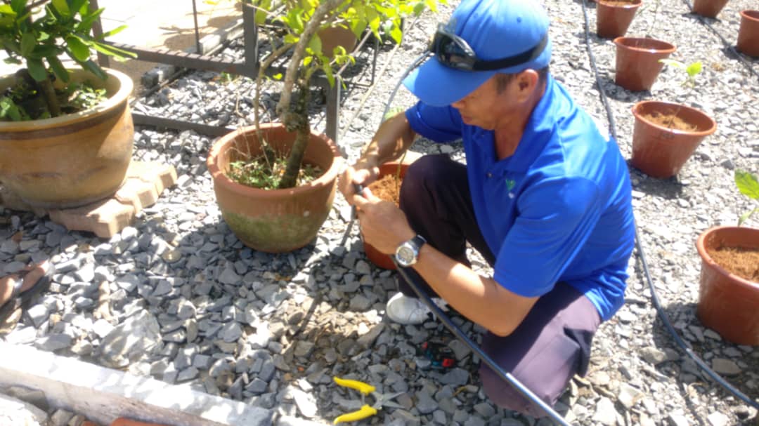 JKRLabuan's tweet photo. Program kolaborasi dengan Jabatan Pertanian WP Labuan berkaitan kaedah penanaman lada dan terung pada 15/7/2020 di sekitar IPJKR WP Labuan. #NBOS #StayGreenStayHealthy #TeamSpirit #JabPertanianWPL @JKRMalaysia https://t.co/qLCf8EmV9n